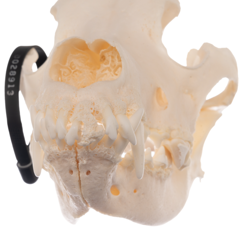 Real Domestic Dog Skull - German Shepherd