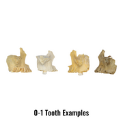 Real Human Maxillary Bone - Antique (Single)