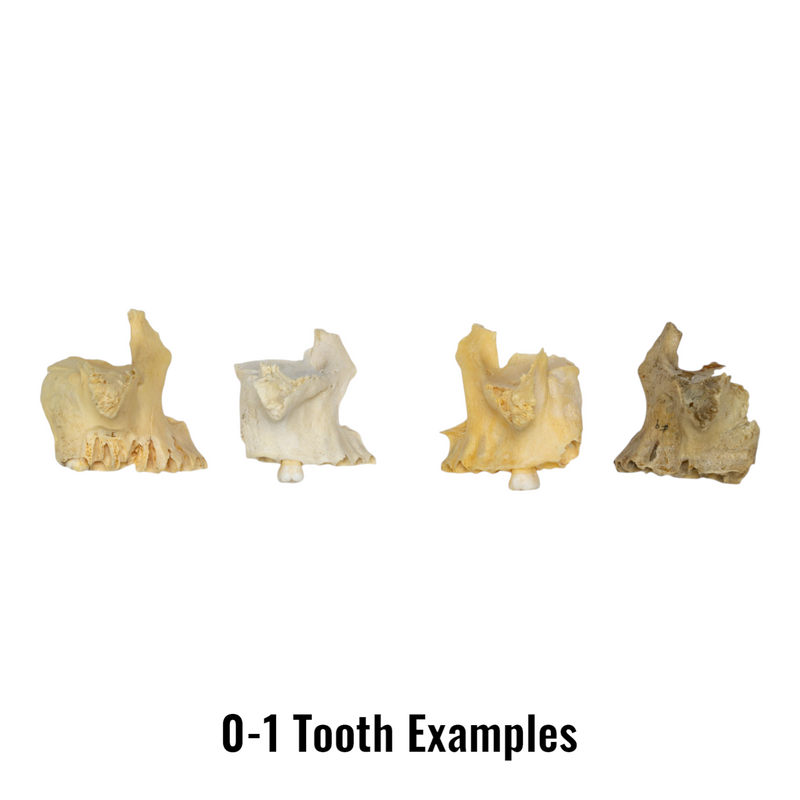 Real Human Maxillary Bone - Antique (Single)