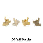 Real Human Maxillary Bone - Antique (Single)