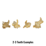 Real Human Maxillary Bone - Antique (Single)
