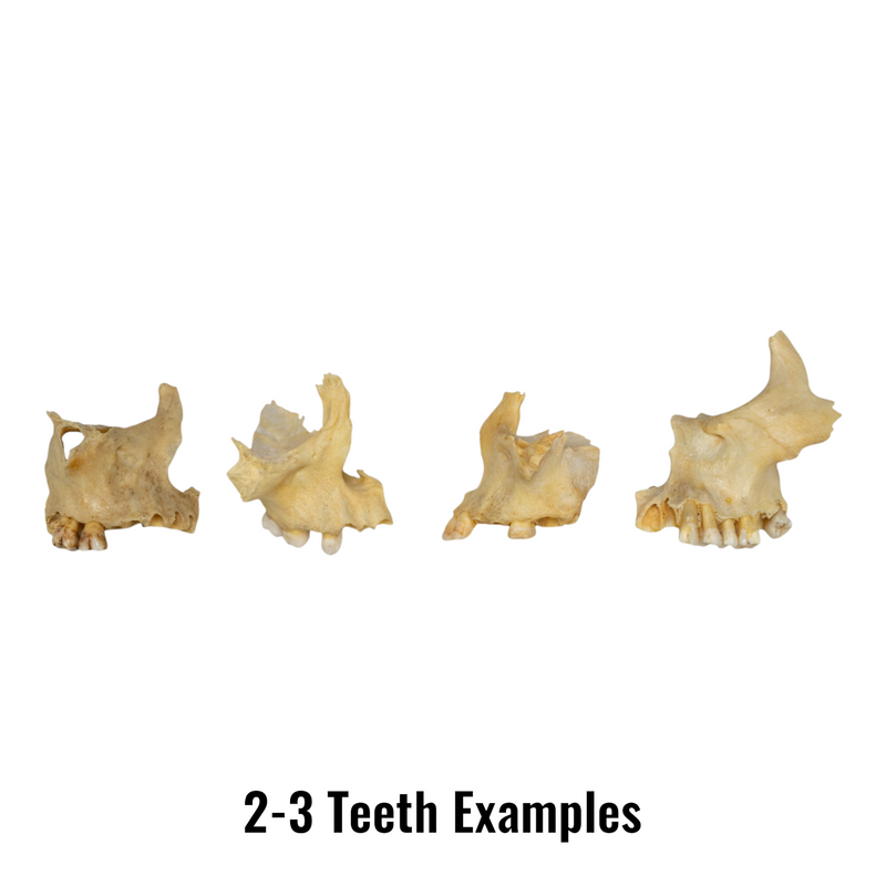 Real Human Maxillary Bone - Antique (Single)