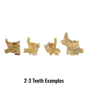 Real Human Maxillary Bone - Antique (Single)