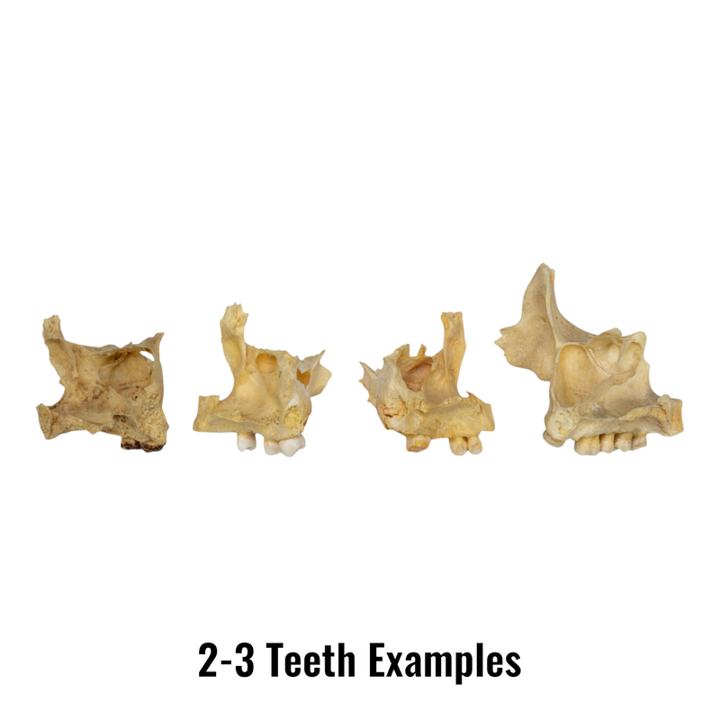 Real Human Maxillary Bone - Antique (Single)