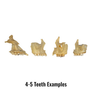 Real Human Maxillary Bone - Antique (Single)