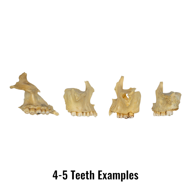Real Human Maxillary Bone - Antique (Single)