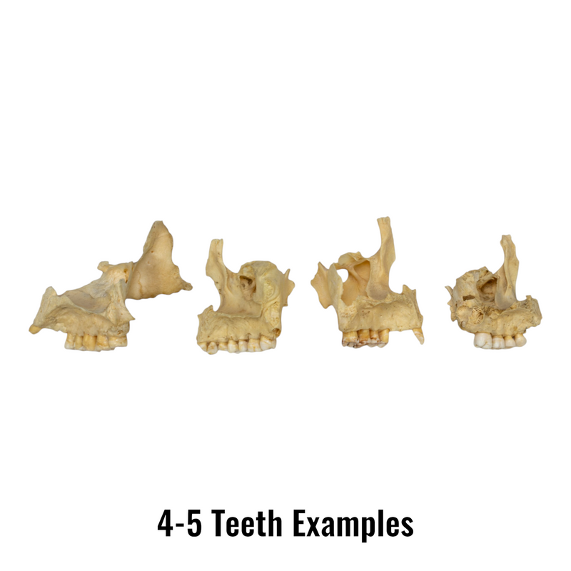 Real Human Maxillary Bone - Antique (Single)