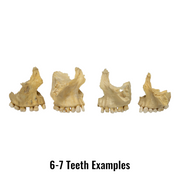 Real Human Maxillary Bone - Antique (Single)