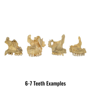Real Human Maxillary Bone - Antique (Single)