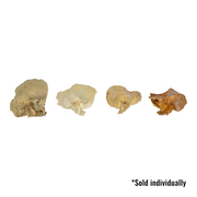 Real Human Temporal Bone - Single