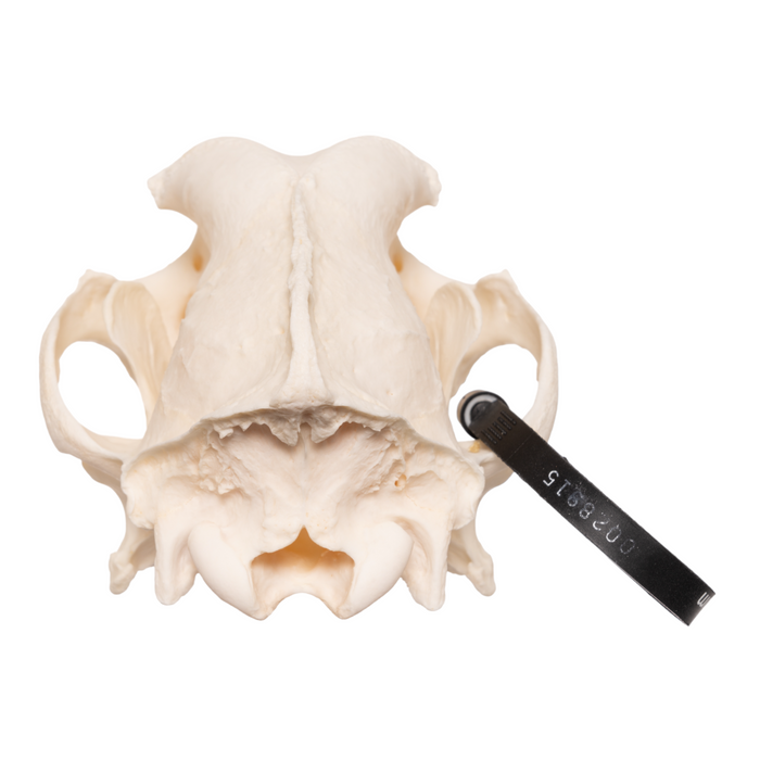 Real Domestic Dog Skull - German Shepherd