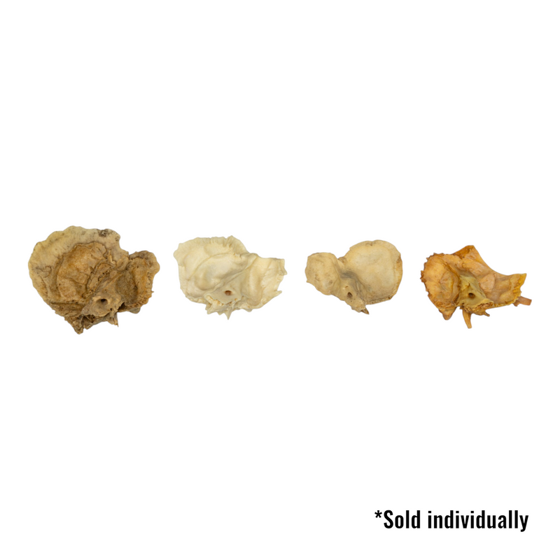 Real Human Temporal Bone - Single