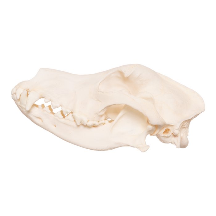 Real Domestic Dog Skull - German Shepherd