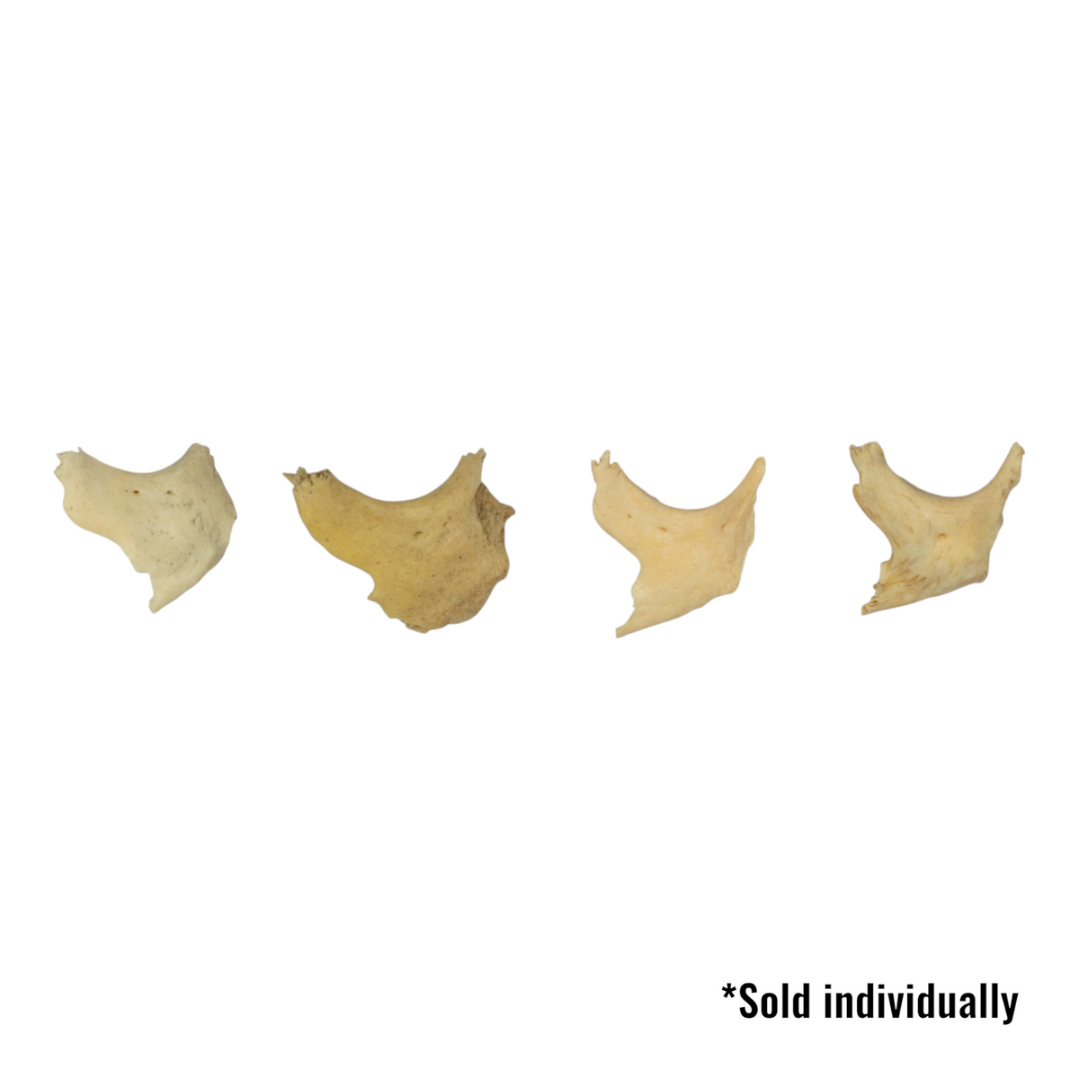 Real Human Zygomatic Bone For Sale — Skulls Unlimited
