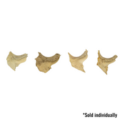 Real Human Zygomatic Bone - Single