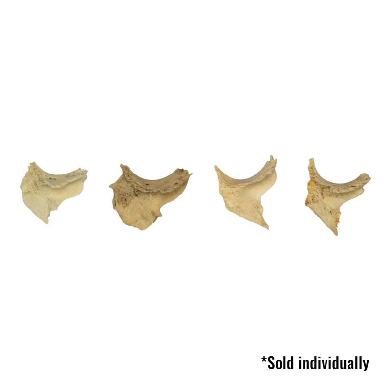 Real Human Zygomatic Bone - Single