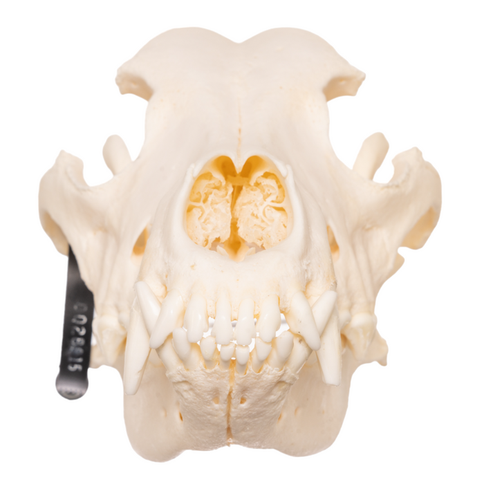 Real Domestic Dog Skull - German Shepherd