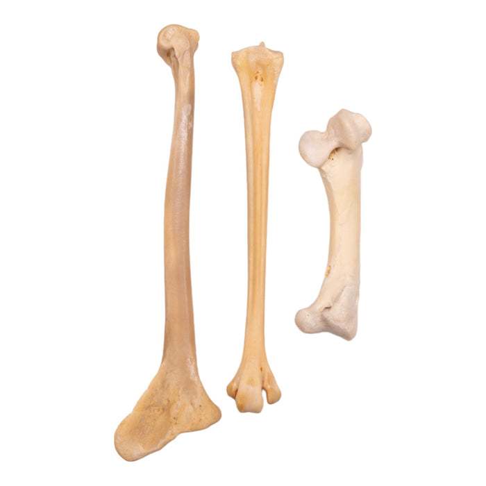 Real Emu Leg Bones