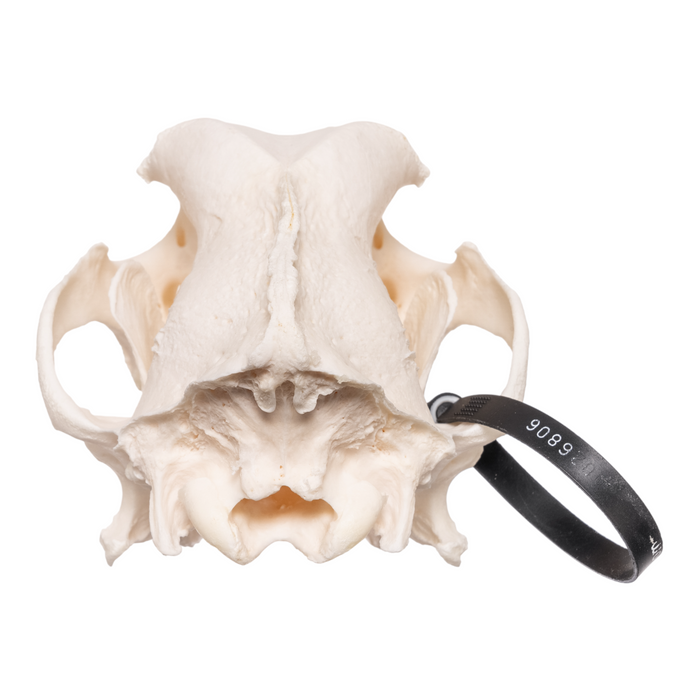 Real Domestic Dog Skull - German Shepherd