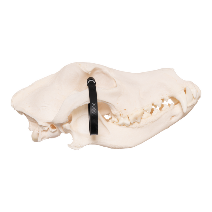 Real Domestic Dog Skull - German Shepherd