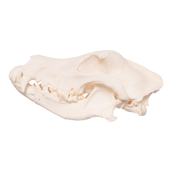 Real Domestic Dog Skull - German Shepherd