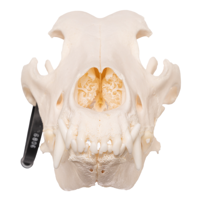 Real Domestic Dog Skull - German Shepherd