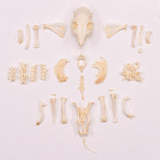 Real Guinea Pig Skeleton - Disarticulated