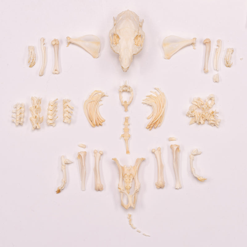Real Guinea Pig Skeleton - Disarticulated