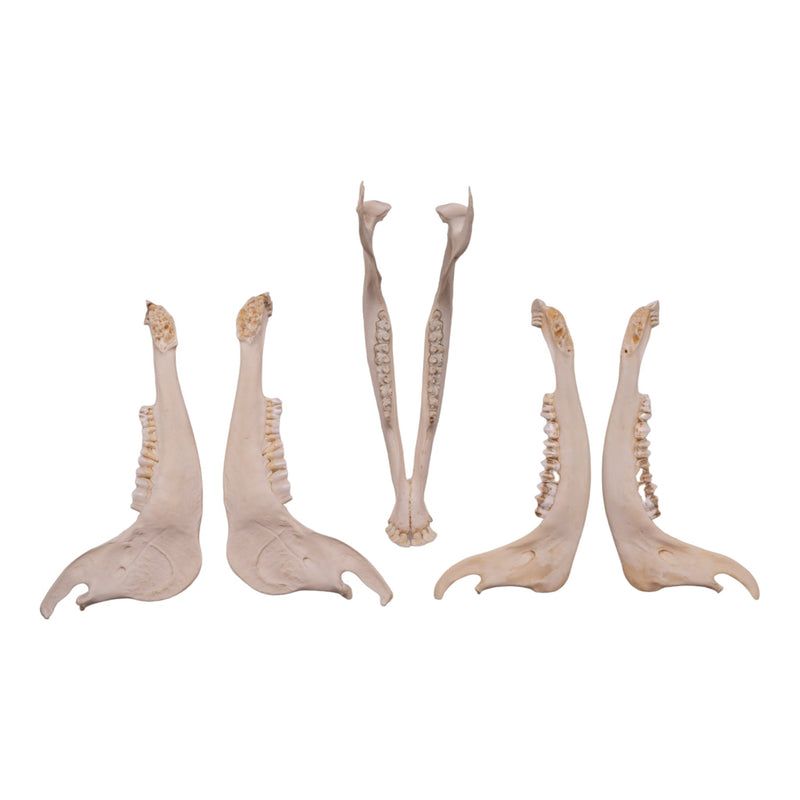 Real Gemsbok Mandible - Single