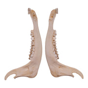 Real Gemsbok Mandible - Single