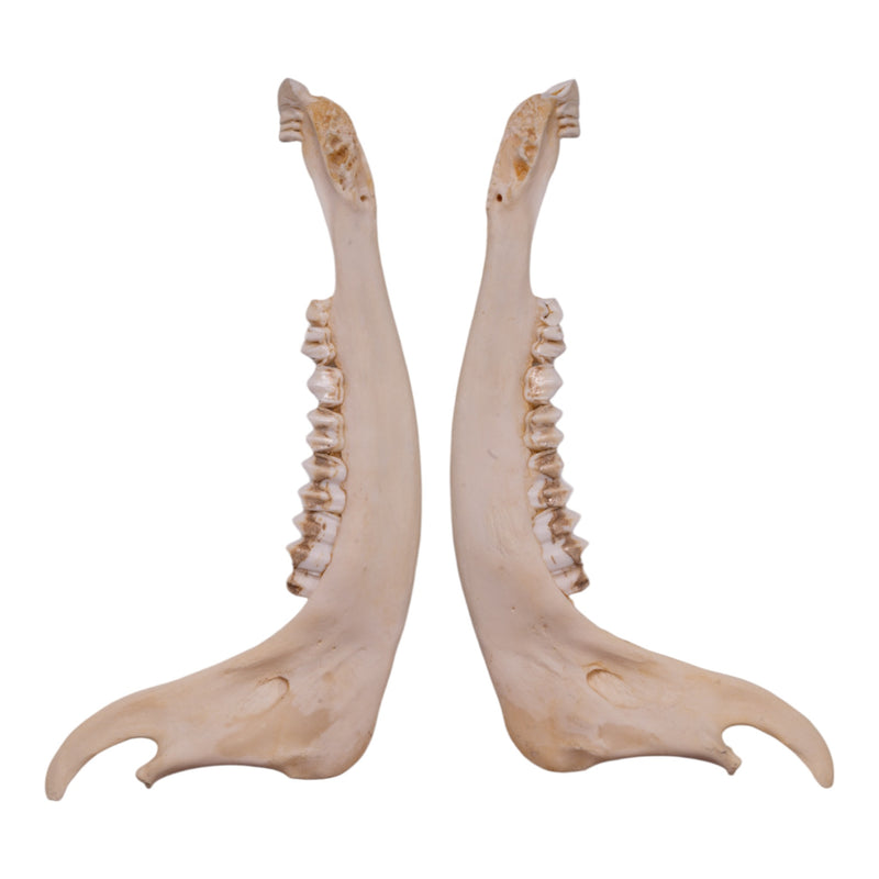 Real Gemsbok Mandible - Single