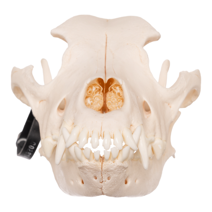 Real Domestic Dog Skull - Husky