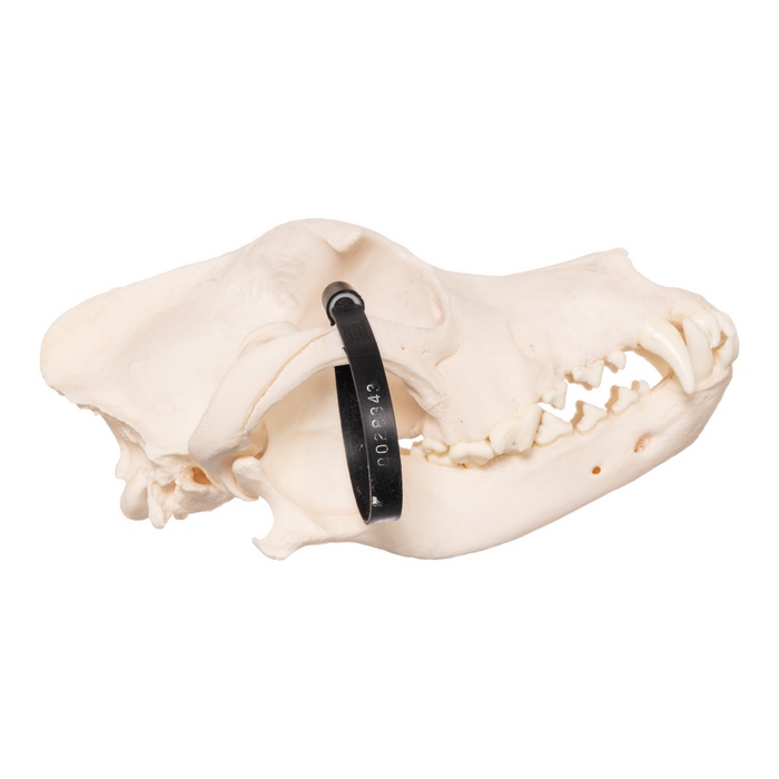 Real Domestic Dog Skull - Husky