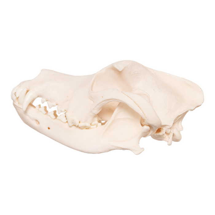 Real Domestic Dog Skull - Husky