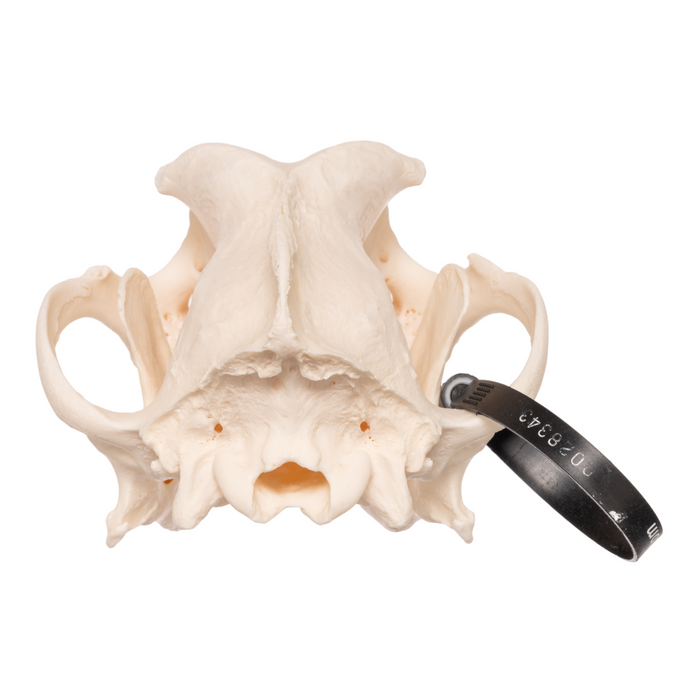 Real Domestic Dog Skull - Husky