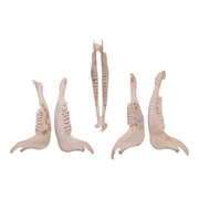 Real Blue Wildebeest Mandible - Single