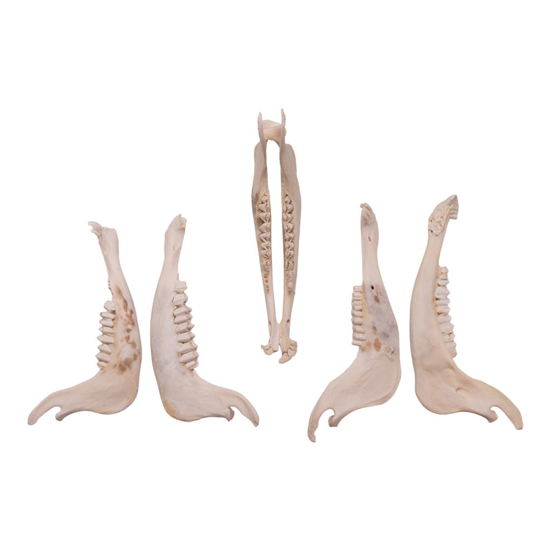 Real Blue Wildebeest Mandible - Single