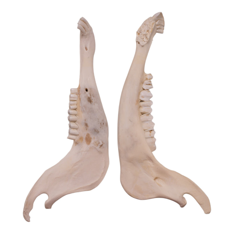 Real Blue Wildebeest Mandible - Single