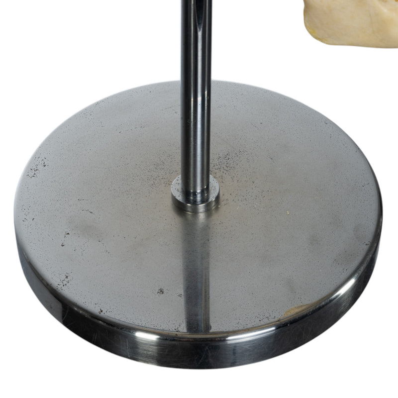 Real Human Exploded Skull on Stand