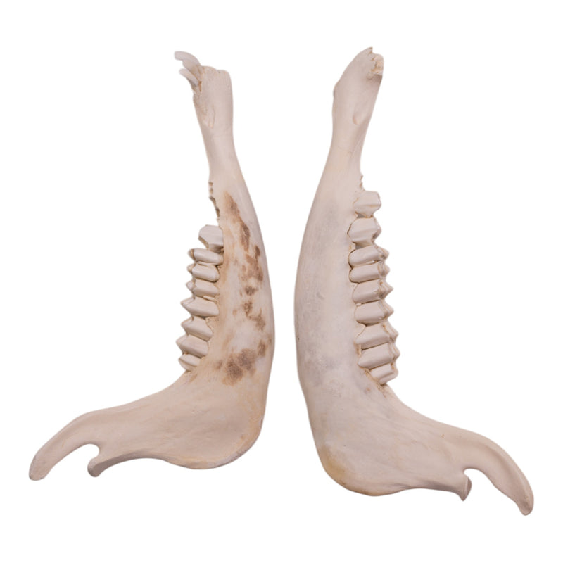 Real Blue Wildebeest Mandible - Single