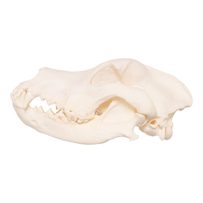 Real Domestic Dog Skull - Great Dane