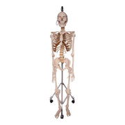 Real Human Skeleton - Articulated