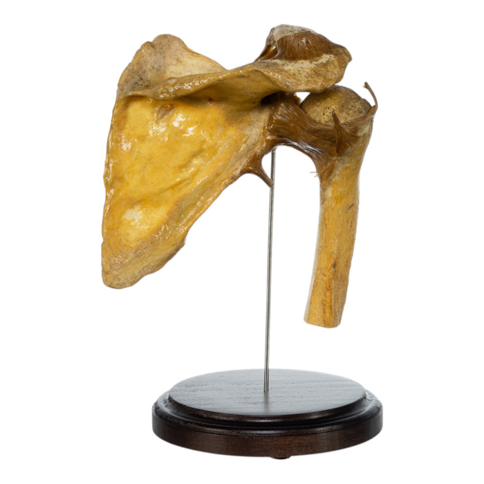 Real Human Right Shoulder Joint on Stand