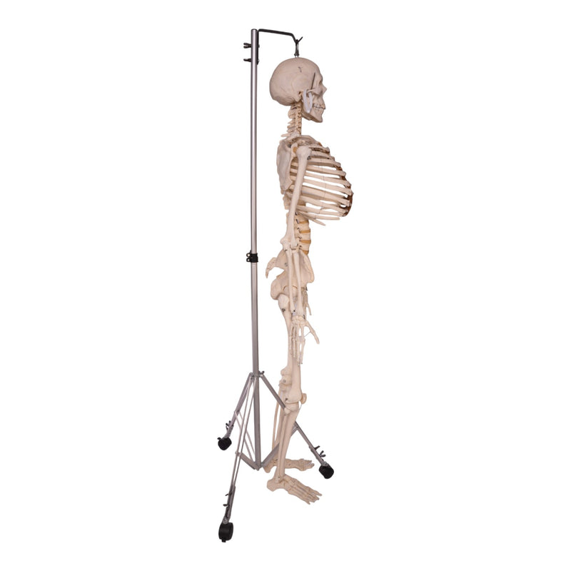 Real Human Skeleton - Articulated