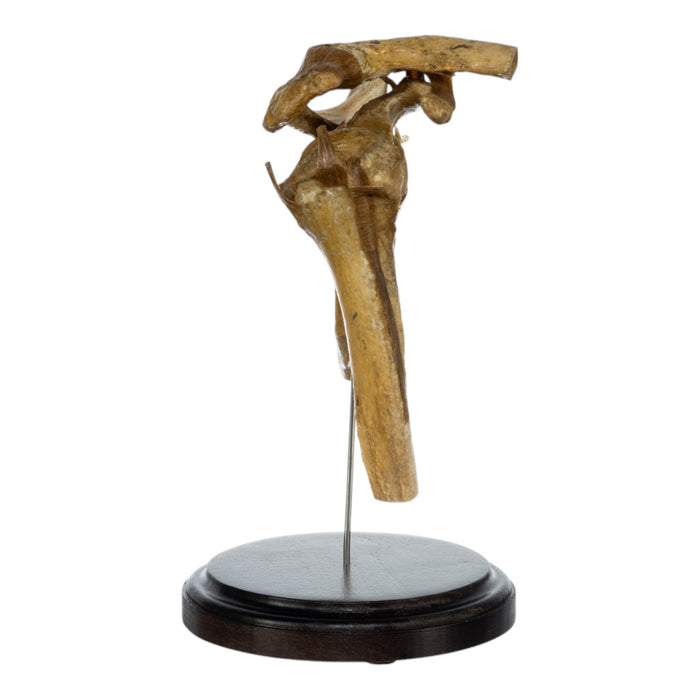 Real Human Right Shoulder Joint on Stand