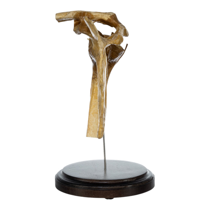 Real Human Right Shoulder Joint on Stand