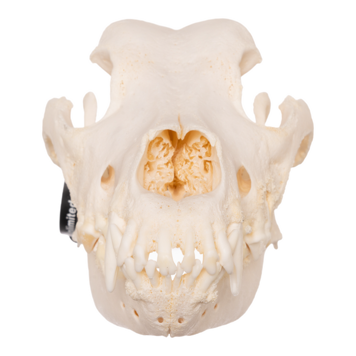 Real Domestic Dog Skull- Great Dane