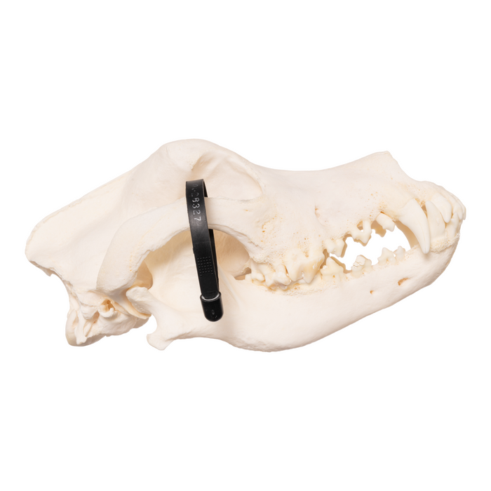 Real Domestic Dog Skull- Great Dane