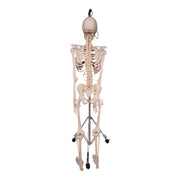 Real Human Skeleton - Articulated
