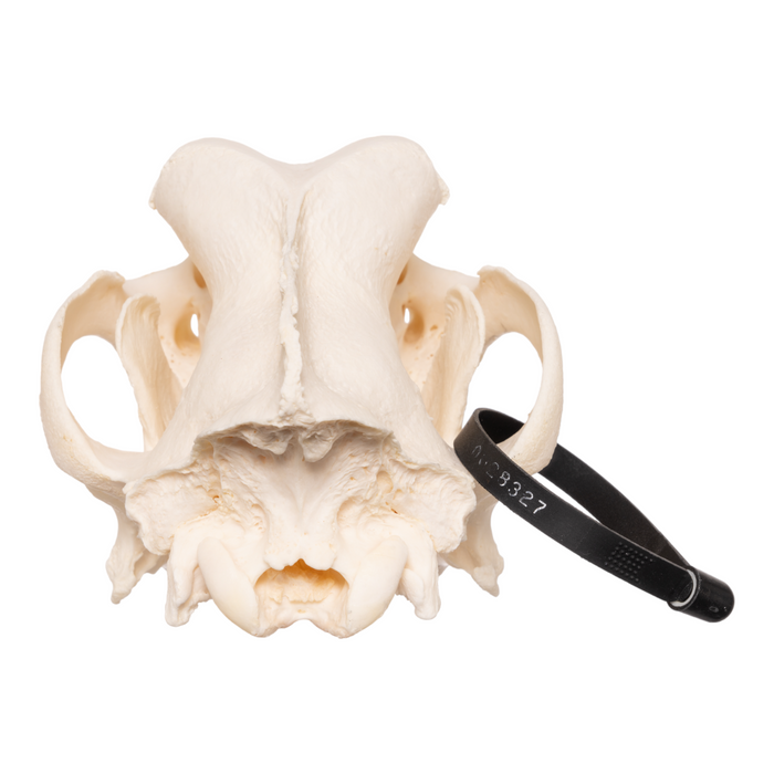 Real Domestic Dog Skull- Great Dane